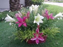 flower4